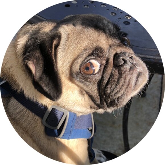 Meet your Posher, Monkee - Picture 5 of 7